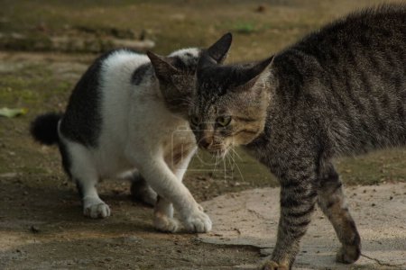 Foto de Dos gatos callejeros luchan por territorio - Imagen libre de derechos