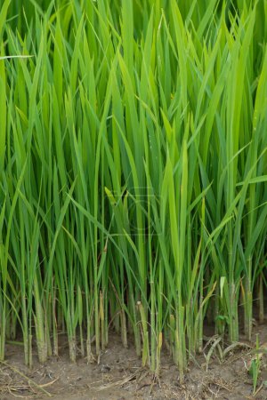 Foto de Una vista de cerca de las semillas de arroz que tienen la edad suficiente para ser plantadas en los campos - Imagen libre de derechos