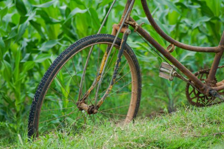 Téléchargez les photos : Une vieille bicyclette garée au bord d'un champ de maïs - en image libre de droit