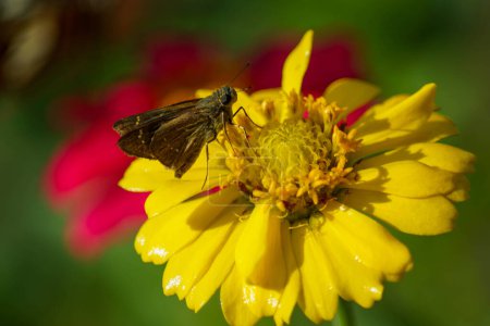 Foto de Una mariposa sobre una flor de zinnia amarilla - Imagen libre de derechos