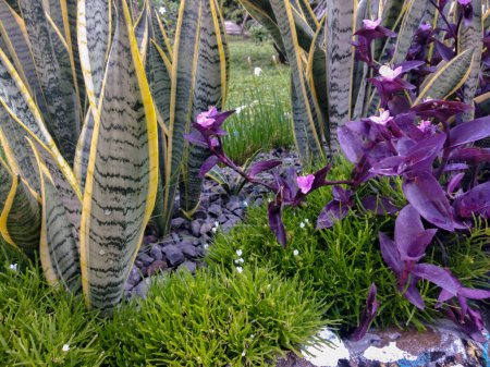 Foto de Planta de serpiente (Dracaena Trifasciata) y algunas otras plantas decorativas para jardín de la casa - Imagen libre de derechos