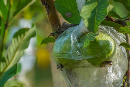 Téléchargez les photos : Les goyaves sont enveloppées dans du plastique alimentaire, qui se décompose facilement, pour protéger les fruits contre les attaques de ravageurs au lieu d'utiliser des pesticides, ce qui peut constituer un danger pour la santé.. - en image libre de droit