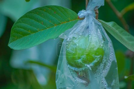 Guaven werden in lebensmittelechtes Plastik gewickelt, das leicht zersetzt werden kann, um die Früchte vor Schädlingsbefall zu schützen, anstatt Pestizide zu verwenden, die eine Gesundheitsgefahr darstellen können..
