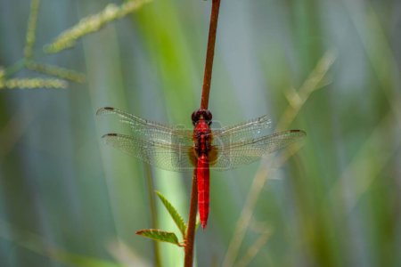 libélula roja en una ramita pequeña. Rhodothemis lieftincki, nombre común: Red arrow