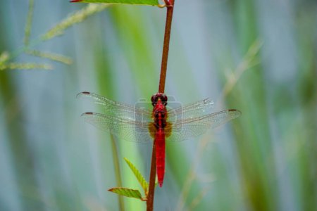libélula roja en una ramita pequeña. Rhodothemis lieftincki, nombre común: Red arrow