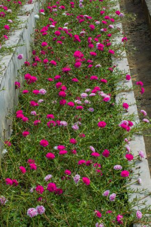 beautiful purslane flowers or Moss rose flowers (Potulaca grandiflora) for garden decoration