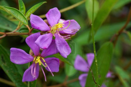 Die Blüten von Melastoma malabathricum L., auch bekannt als Karamunting, Indian Rhododendron, Singapore Rhododendron oder Sendunia