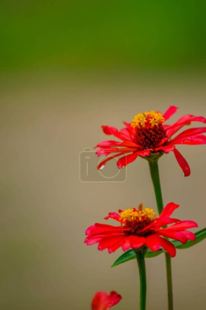Foto de Plano vertical de flores de zinnia roja en el jardín - Imagen libre de derechos