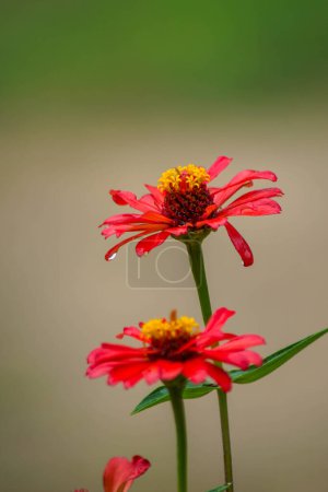 Vertikal-Aufnahme roter Zinnia-Blüten im Garten