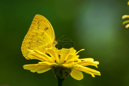 Foto de Vista de cerca de una mariposa sobre una flor de zinnia amarilla - Imagen libre de derechos