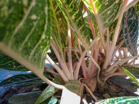 Close-up view of Aglaonema Dona Carmen, beautiful indoor ornamental plant