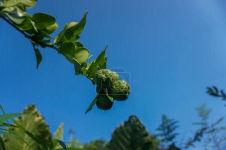 Kaffir citron vert et feuille sous un ciel bleu. En Indonésie Kaffir lime connu sous le nom Jeruk Purut ou jeruk pecel