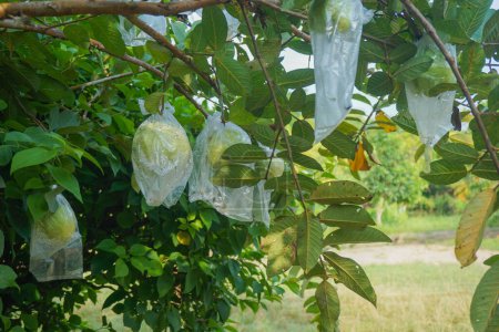 Téléchargez les photos : Les goyaves sont enveloppées dans du plastique alimentaire, qui est facilement décomposé, pour protéger les fruits contre les attaques de ravageurs au lieu d'utiliser des pesticides. - en image libre de droit