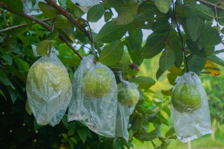 Téléchargez les photos : Les goyaves sont enveloppées dans du plastique alimentaire, qui est facilement décomposé, pour protéger les fruits contre les attaques de ravageurs au lieu d'utiliser des pesticides. - en image libre de droit