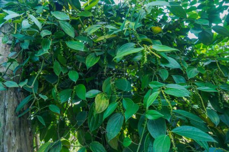Die als lada bekannte Pfefferpflanze (Piper nigrum) ist eines der wichtigsten landwirtschaftlichen Produkte Indonesiens