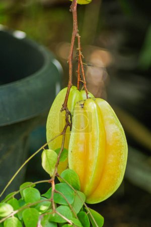 ripe starfruits that are ready to be picked from the tree