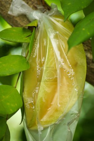 Téléchargez les photos : Les fruits étoilés sont enveloppés dans du plastique alimentaire pour protéger les fruits contre les attaques de ravageurs au lieu d'utiliser des pesticides. - en image libre de droit