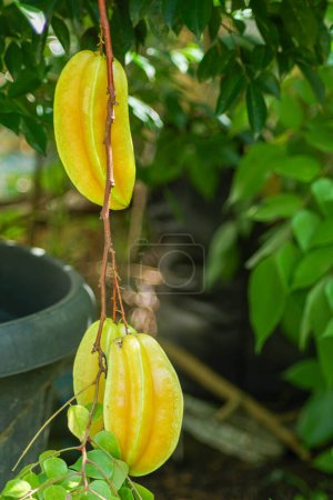 ripe starfruits that are ready to be picked from the tree