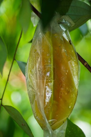 Téléchargez les photos : Les fruits étoilés sont enveloppés dans du plastique alimentaire pour protéger les fruits contre les attaques de ravageurs au lieu d'utiliser des pesticides. - en image libre de droit