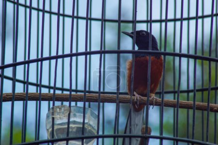 close-up view of magpie in a cage