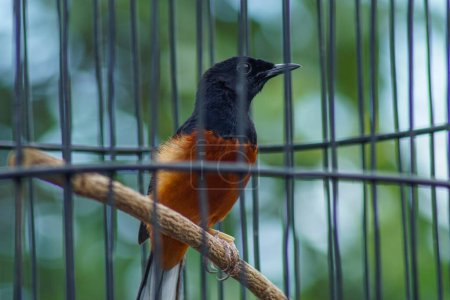 close-up view of magpie in a cage