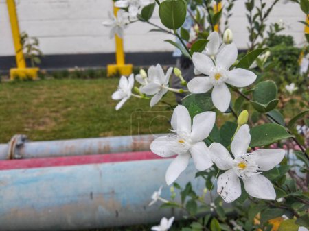 White gardenia flowers or Wrigthia antidysenterica