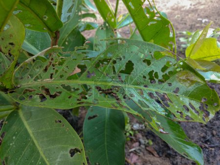 Water guava leaves have holes because they have been eaten by pests