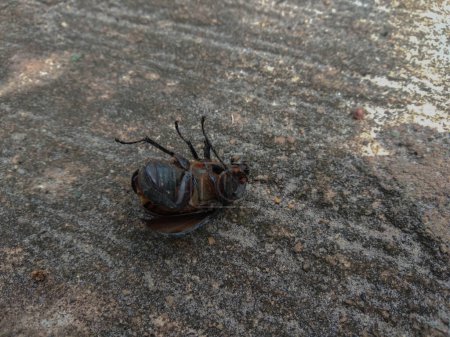 dead coconut rhino beetle on concrete