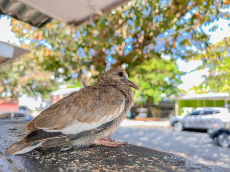 Téléchargez les photos : Super close up of pigeon nestling. baby pigeon standing on a metal surface - en image libre de droit