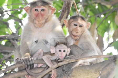 famille de singes souvenirs de singes souvenirs de famille