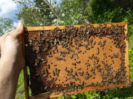 Téléchargez les photos : Les abeilles convertissent le nectar en miel. Gros plan, vue macro. couvée d'abeilles - œufs, larves et pupes, cultivés par les abeilles mellifères dans des cellules fixées. Abeilles ouvrières assises sur des cadres avec couvain d'abeilles, apiculture, apiculture en Europe - en image libre de droit