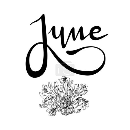 Illustration for Handwritten and vectorized lettering sign "June". Graphic resource on white background, June month of the year with Agapanthus flowers, Love flower, African Lily - Royalty Free Image