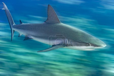 Photo for Caribbean reef shark Carcharhinus perezi moving quickly over coral reef with motion blur. Bahamas, December - Royalty Free Image