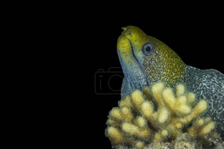 Foto de Undulated moray anguila Gymnothorax undulatus asomando su cabeza por detrás de la cabeza de coral. Fondo negro, Mar Rojo, Noviembre - Imagen libre de derechos