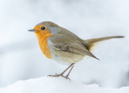 Photo for Robin Erithacus rubecula perched on snow in side profile. White background. Brecon, Wales, UK. December - Royalty Free Image