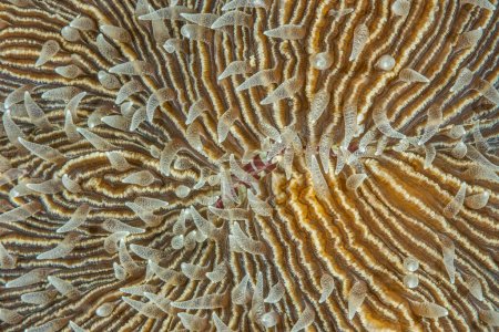 Téléchargez les photos : Fungia corail abstrait macro gros plan, montrant le détail de la texture. Malapascua, Philippines - en image libre de droit