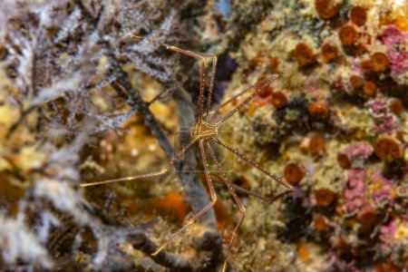 Photo for Spider squat lobster Chirostylus over a coral reef in the Philippines. Macro close-up underwater. Malapascua, November - Royalty Free Image