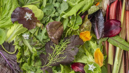 Téléchargez les photos : Mangez l'arc-en-ciel, les feuilles de salade avec des fleurs comestibles et de la rhubarbe. - en image libre de droit