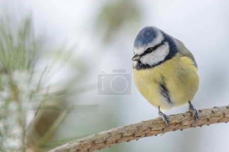 Foto de A beautiful blue tit perched on a pine twig against the backdrop of a winter landscape. This charming image captures the tranquility of nature in the colder months. Wales, UK, December - Imagen libre de derechos