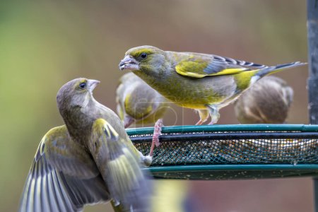 Photo for A tense moment captured as two greenfinches confront each other on a bird feeder. This intense image depicts the territorial behavior of birds in the wild. Devon, December - Royalty Free Image