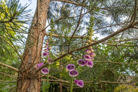 Photo for Captured from a unique perspective below, this stunning image features foxgloves below pine trees. Ideal for illustrating woodland landscapes, botanical diversity, and outdoor exploration - Royalty Free Image