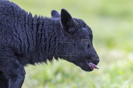 Photo for A captivating close-up portrait showcasing the playful expression of a black lamb with its tongue out. This endearing image captures the charm and innocence of young lambs in the rural landscape. - Royalty Free Image