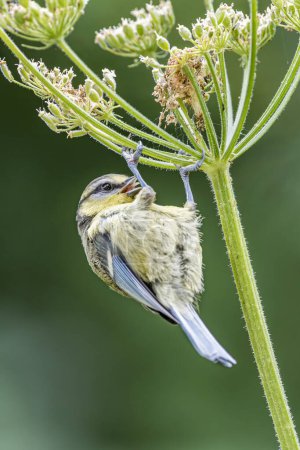 Téléchargez les photos : A delightful moment captured as a blue tit perches on a hogweed seed head, its tongue out in a playful expression. This charming image showcases the whimsical behavior of wildlife in the natural world - en image libre de droit