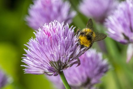 Una vista de cerca de una abeja polinizando delicadas flores de cebollino de jardín. Esta imagen captura el papel esencial de las abejas en la polinización, destacando la belleza de las relaciones simbióticas. Gales, Reino Unido, mayo