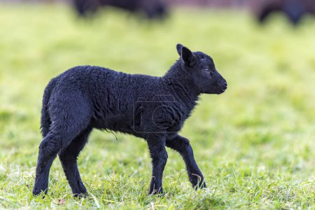 Téléchargez les photos : Une photo capturant le mouvement gracieux d'un agneau noir qui se promène dans la campagne pastorale. Cette image tranquille incarne la beauté et la tranquillité de la vie rurale. Llangynidr, Pays de Galles, mars - en image libre de droit