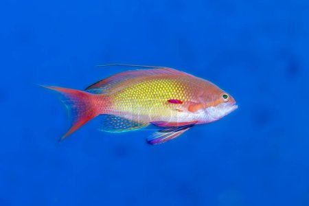 Vivid close-up of a lyretail anthias against a serene blue underwater backdrop, showcasing the beauty of marine life.