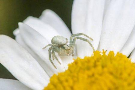Foto de Macro disparo de una araña de cangrejo al acecho en una margarita de ojo de buey, mostrando naturalezas cazadores ocultos en detalle vibrante. - Imagen libre de derechos