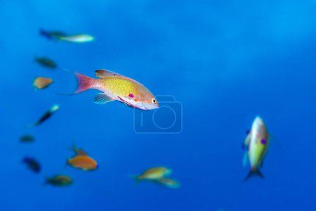 Single lyretail anthias surrounded by blurred fish in the clear blue waters of the Red Sea, Egypt. Captivating marine life.
