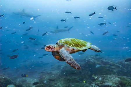 Majestuosa tortuga verde nada sobre un arrecife vibrante, con tiburones martillo y peces de fondo, mostrando la biodiversidad marina. Galápagos