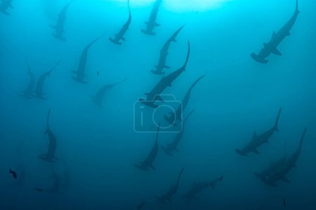Impressive underwater silhouette of hammerhead shark shoal in the Galapagos, a breathtaking sight of marine life diversity.